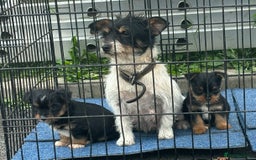 Mixed Breed dogs for sale: 3 beautiful yorkie Russell for sale  - Image 6