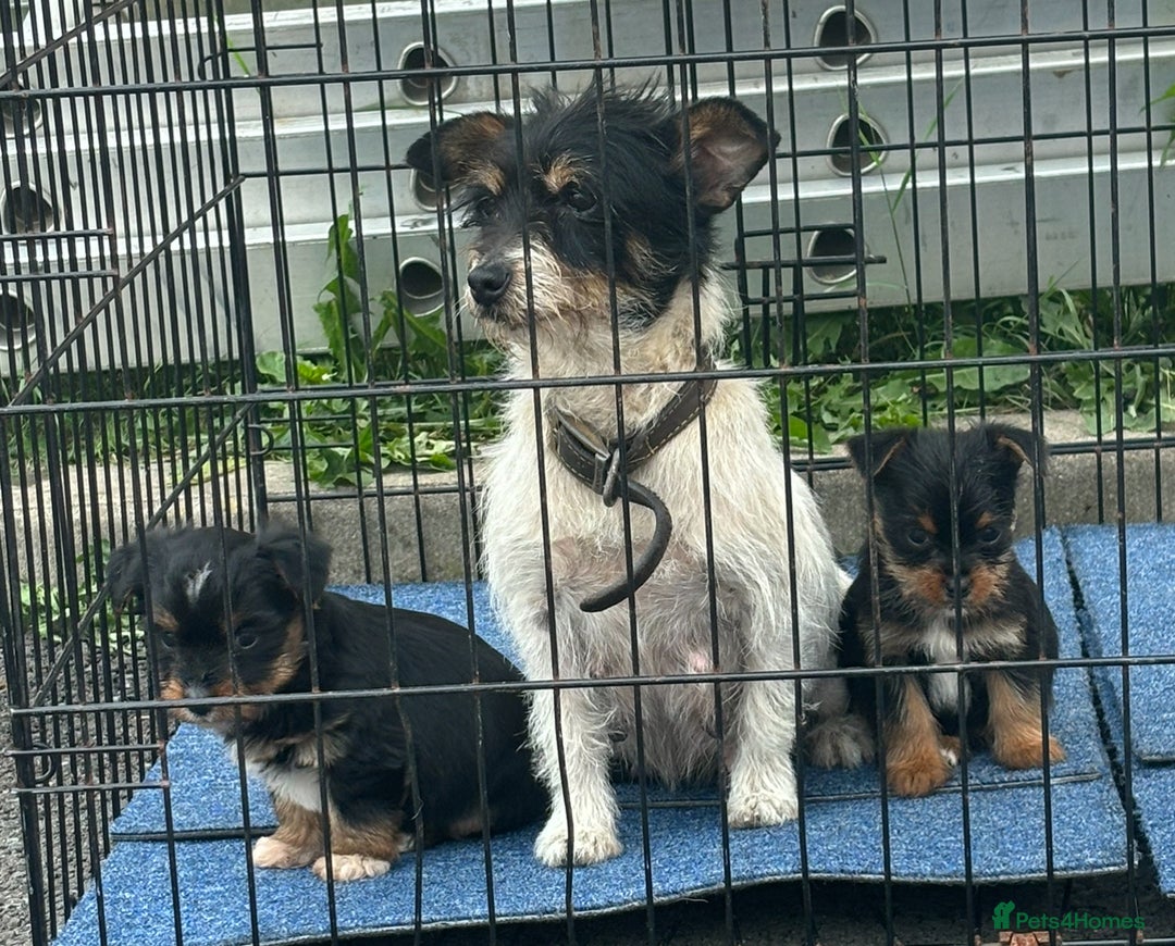Mixed Breed dogs for sale: 3 beautiful yorkie Russell for sale  - Image 6