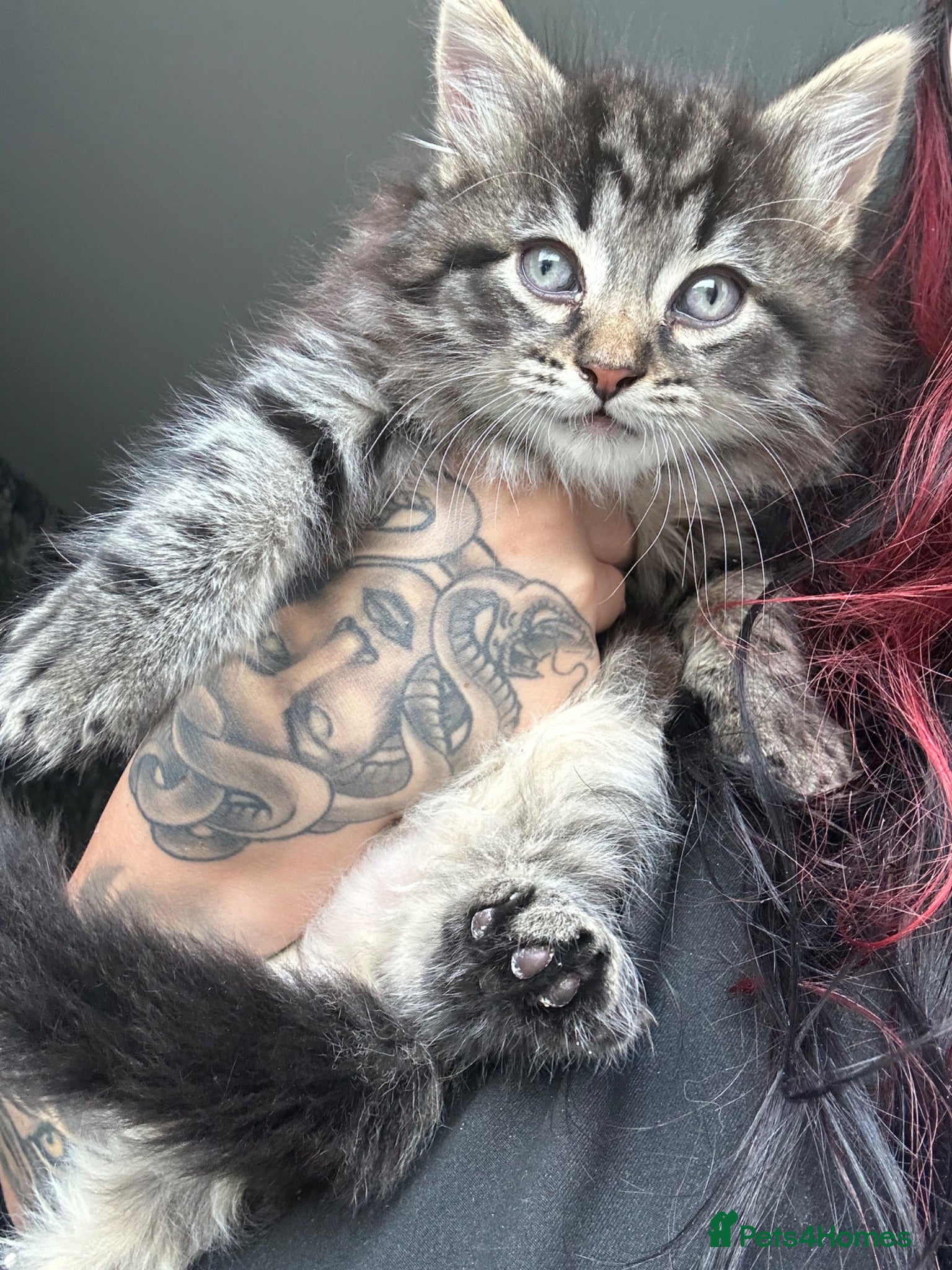 Mixed Breed cats Kittens  - Advert 6