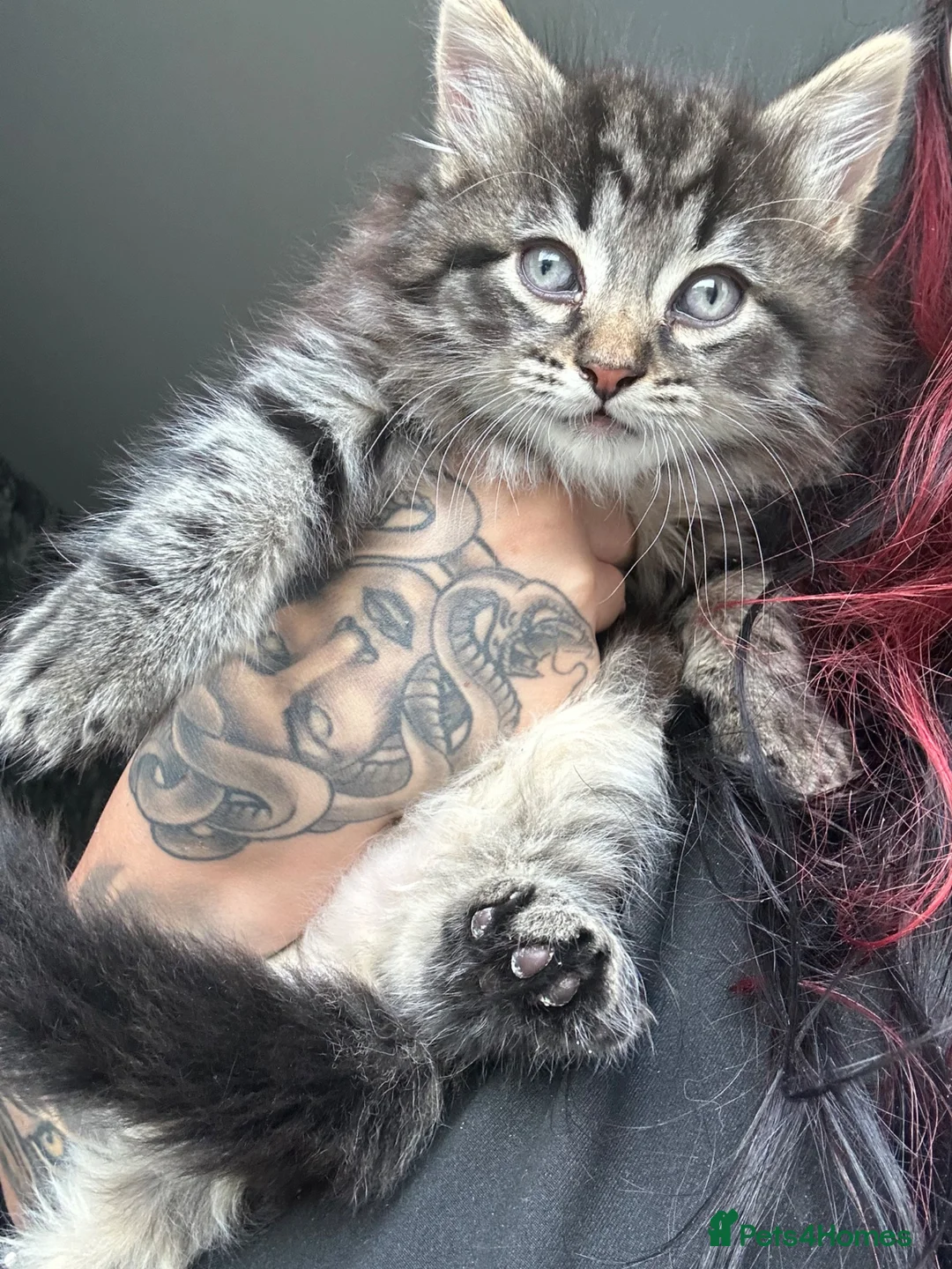 Mixed Breed cats for sale: Kittens  - Advert 2