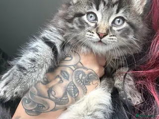 Mixed Breed cats Kittens - Advert 6