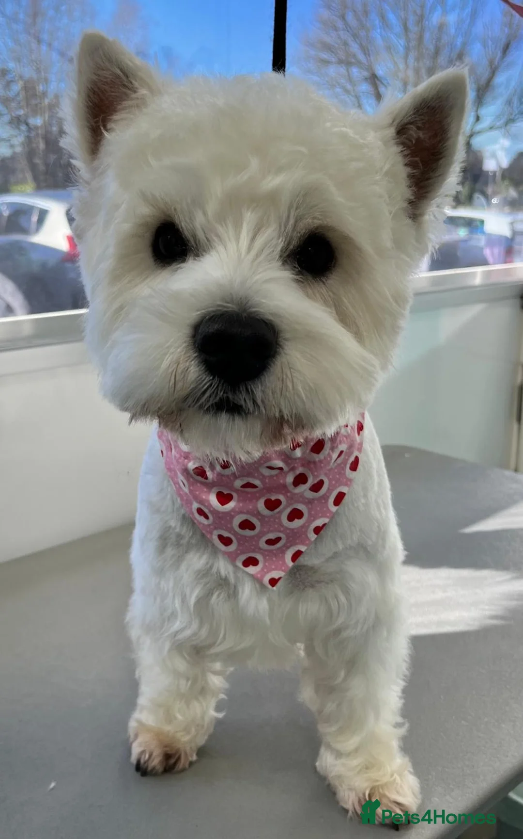 West Highland Terrier dogs for stud: KC West Highland Terrier for Stud (Alistair) - Advert 3