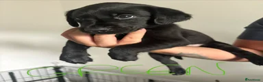 Dog 2