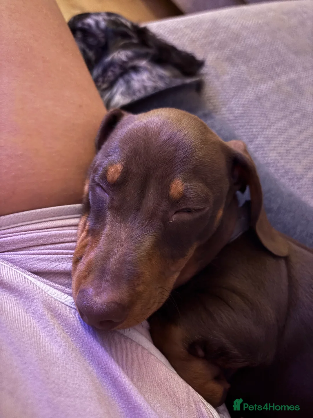 Miniature Dachshund dogs for sale: 17 week old short haired Miniature Dachshund boy  in Bristol - Advert 2