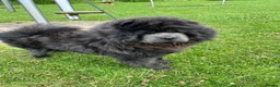 Chow Chow dogs for stud: Stunning Blue Chow Chow Stud – DWKC Registered in Mitcham - Advert 2