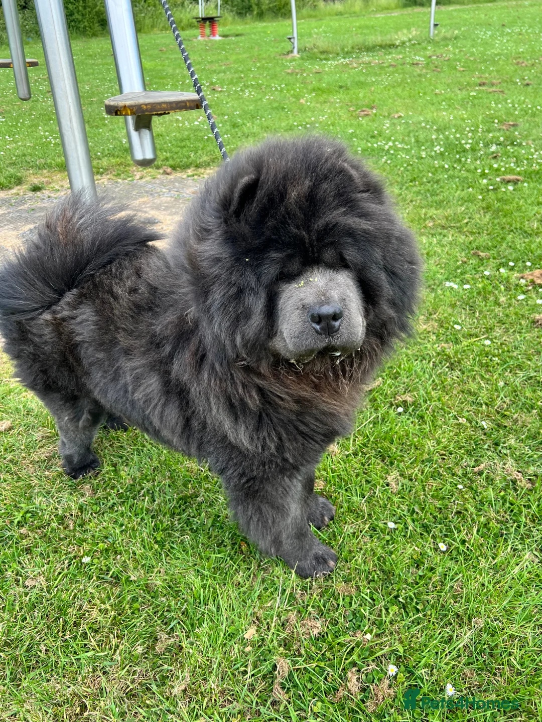 Chow Chow dogs for stud: Stunning Blue Chow Chow Stud – DWKC Registered in Mitcham - Advert 2