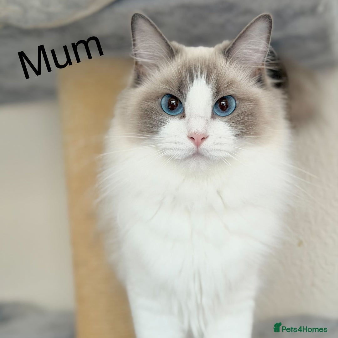 Ragdoll cats for sale: Gentle, Cuddly, Affectionate, Playful Kittens - Image 7