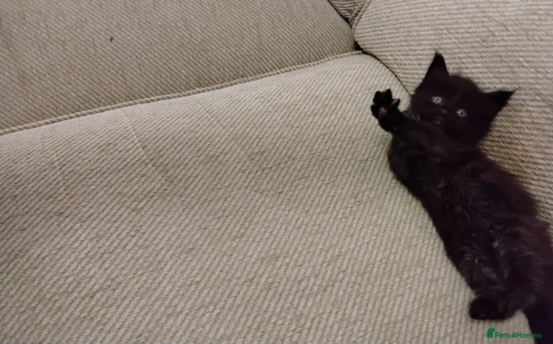 Maine Coon cats for sale: Exceptional Maine Coon kittens available - Advert 29