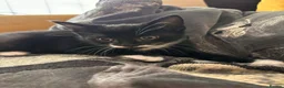 Mixed Breed cats for sale: 3 beautiful, playful boys. 1 black 2 tuxedo  - Advert 1
