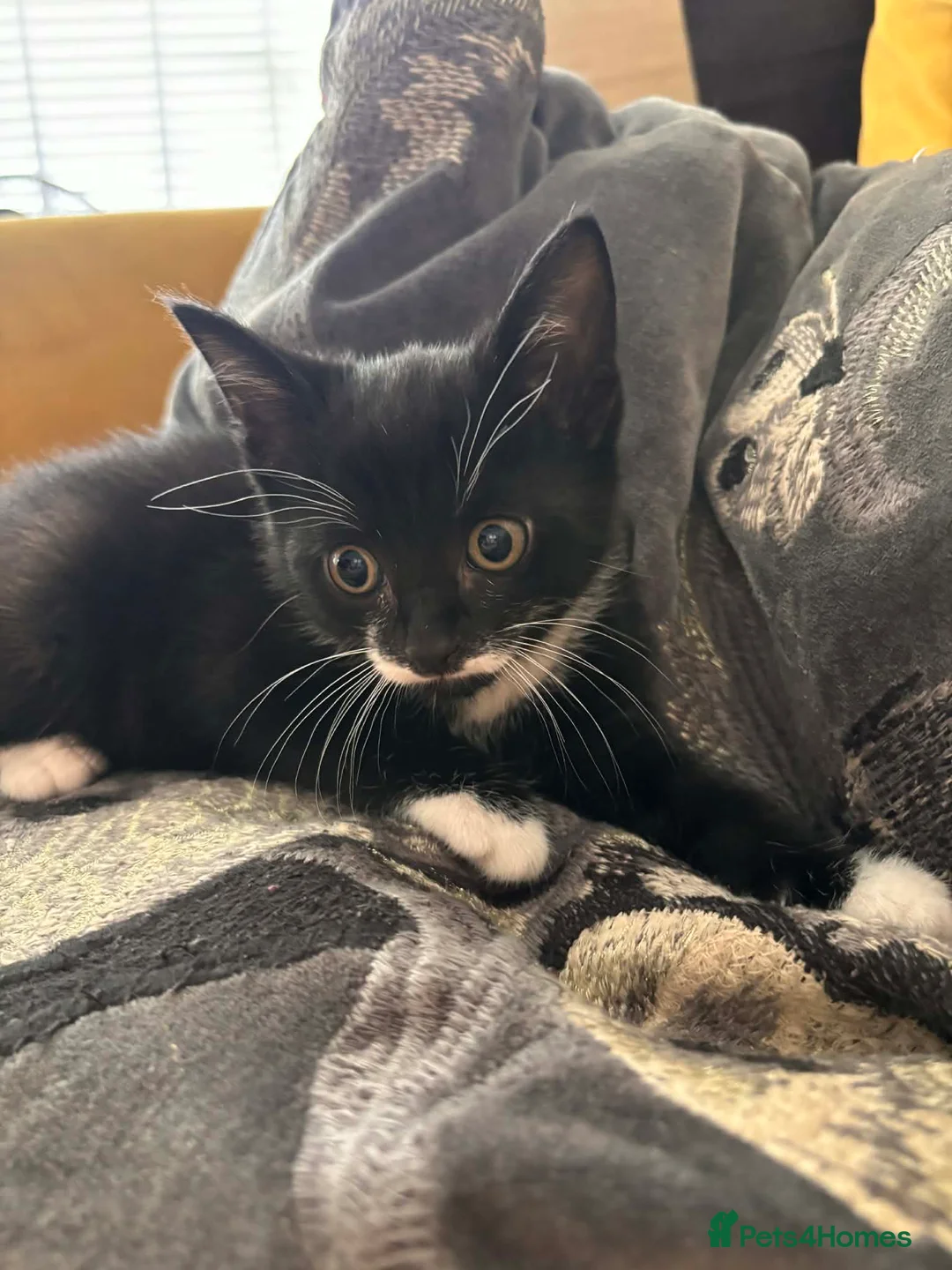 Mixed Breed cats for sale: 3 beautiful, playful boys. 1 black 2 tuxedo  - Advert 1