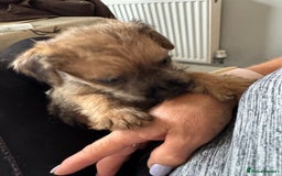 Mixed Breed dogs for sale: Border Terrier x Lakeland Terrier pups - Image 5