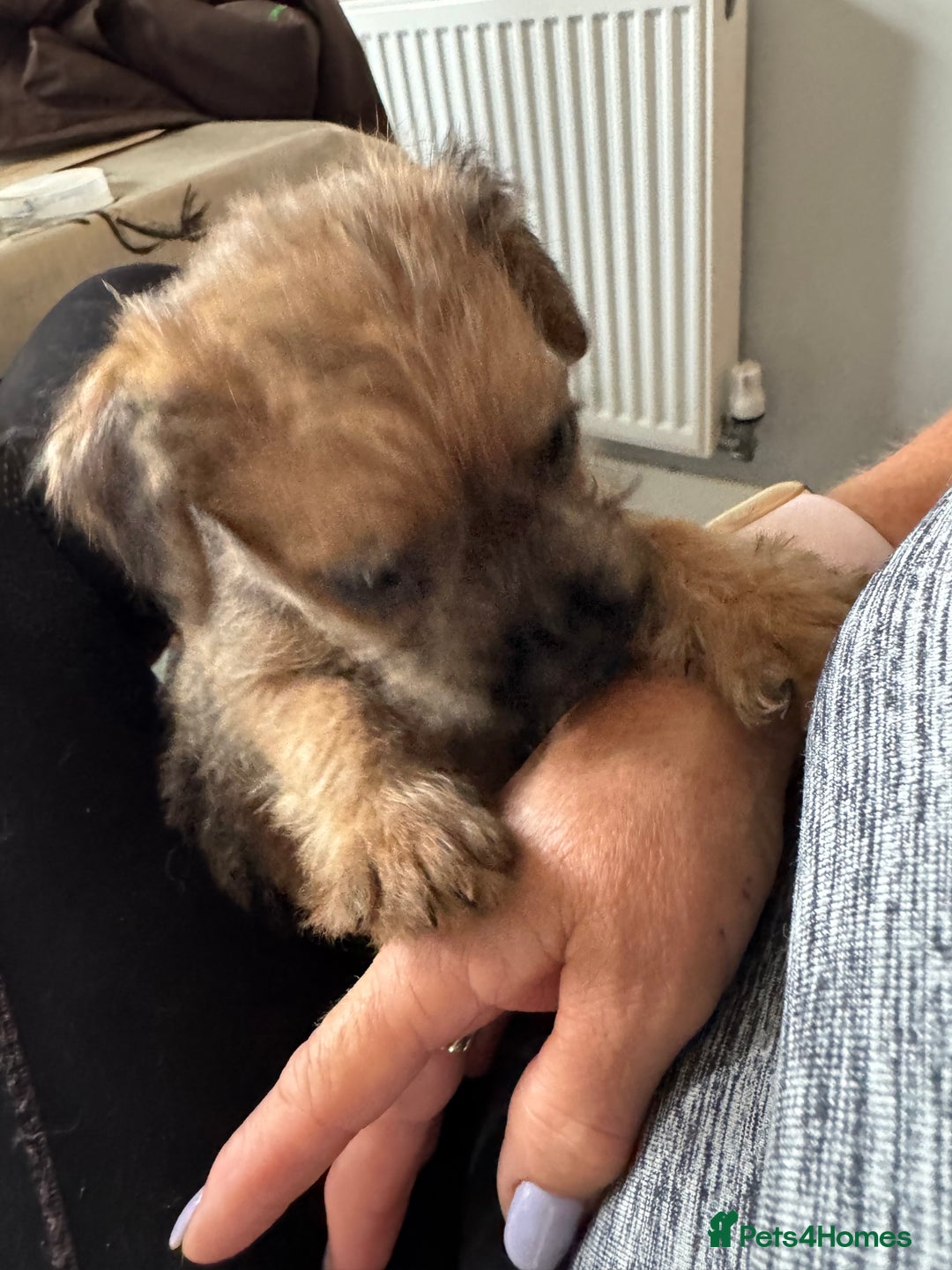 Mixed Breed dogs for sale: Border Terrier x Lakeland Terrier pups - Image 5