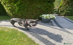 Staffordshire Bull Terrier dogs for sale: 🐶🐾Staffordshire puppies ❤️🐶 - Image 35