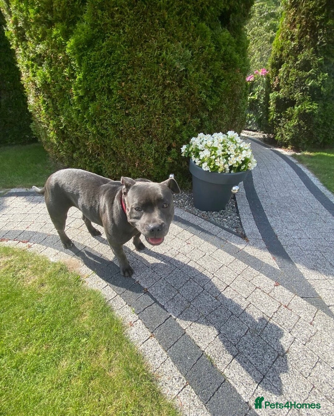 Staffordshire Bull Terrier dogs for sale: 🐶🐾Staffordshire puppies ❤️🐶 - Image 35