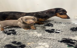 Miniature Dachshund dogs for sale: PRA clear. Isabella tan female (singleton) - Image 5
