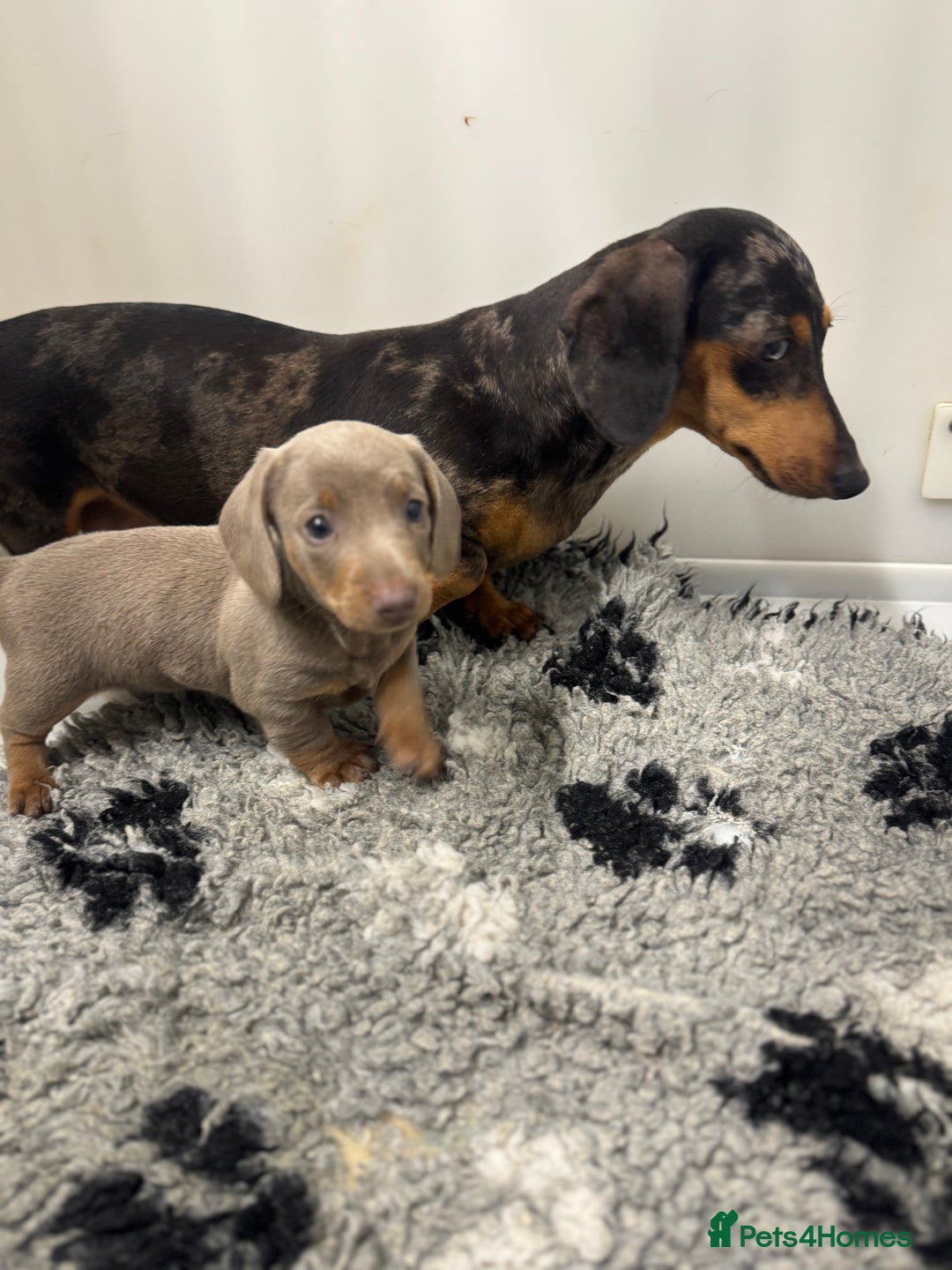Miniature Dachshund dogs for sale: PRA clear. Isabella tan female (singleton) - Image 5