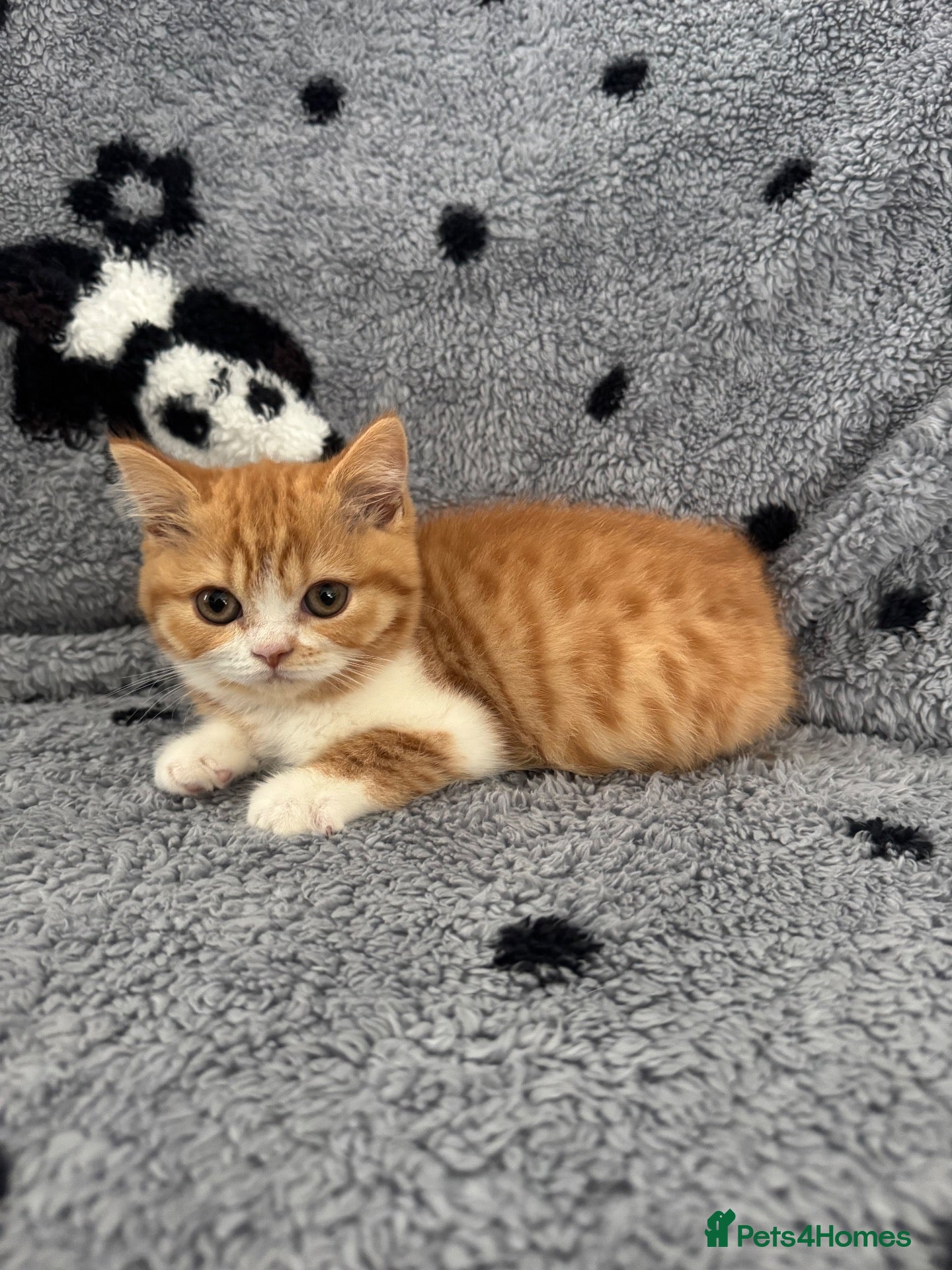 British Shorthair cats Stunning Gccf Registered British shorthair kittens - Advert 2
