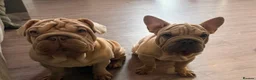 French Bulldog dogs for sale: rope french bulldogs in London - Advert 5