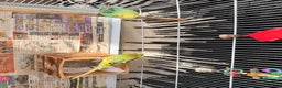 Mixed Breed birds for sale: Budgies for sale - Advert 3