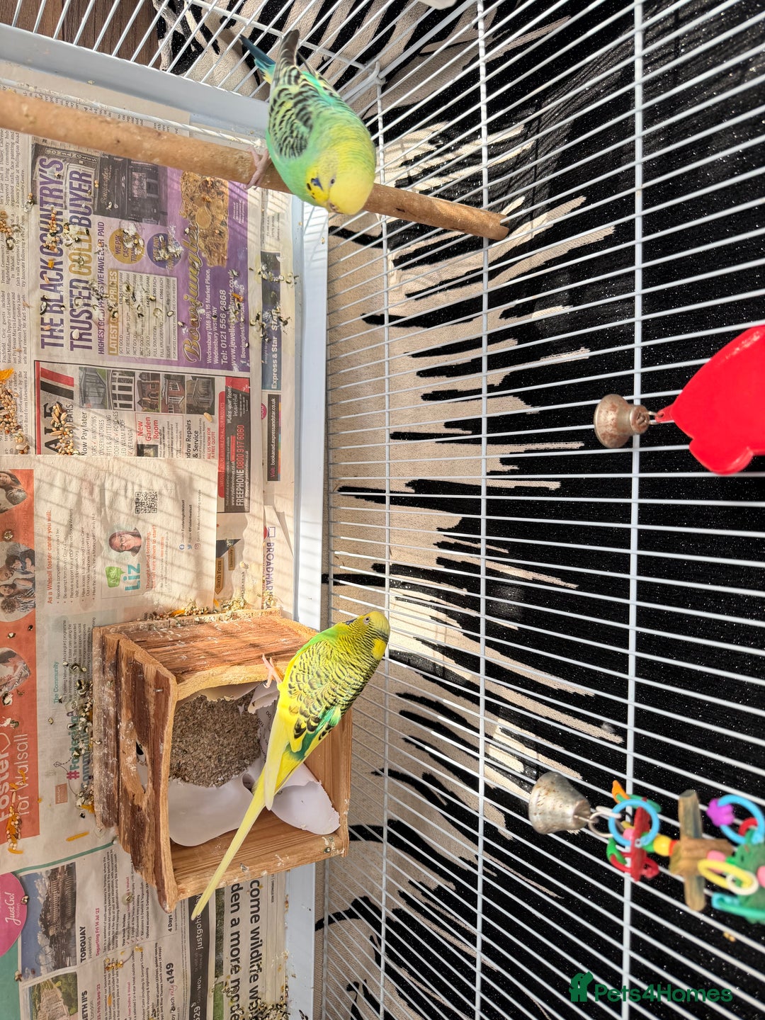 Mixed Breed birds for sale: Budgies for sale - Advert 3