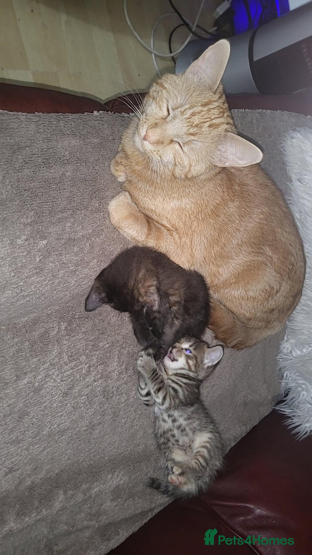 British Shorthair cats Beautiful boy orange cat - Advert 1