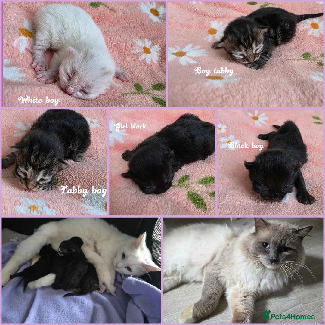 Mixed Breed cats for sale: Mixed kittens x ragdoll😻Reservation open 😽😻 - Advert 1