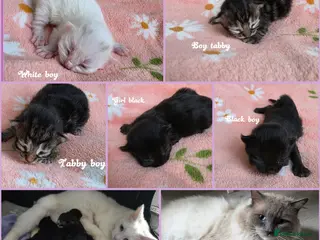 Mixed Breed cats Mixed kittens x ragdoll😻Reservation open 😽😻 - Advert 1