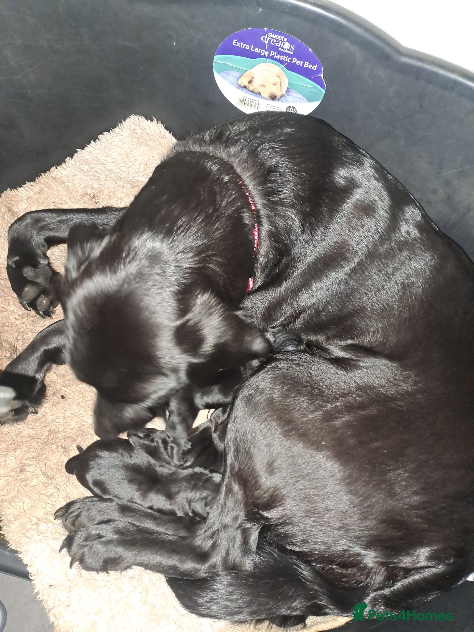 Labrador Retriever dogs for sale: Labrador puppies  - Advert 6