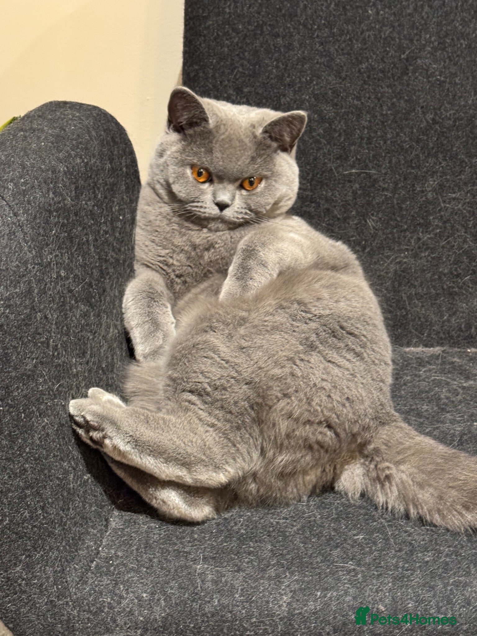 British Shorthair cats British short hair - Advert 1