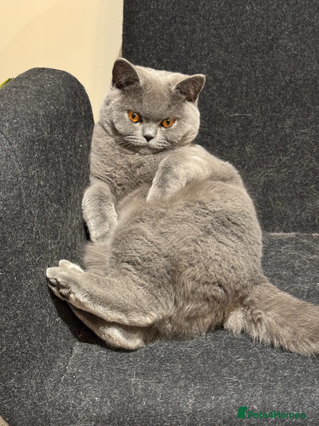 British Shorthair cats for sale: British short hair in Reading - Advert 1