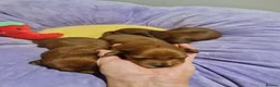 Miniature Dachshund dogs for sale: Pra clear-Beautiful miniature LG Dachshund pupps - Advert 34