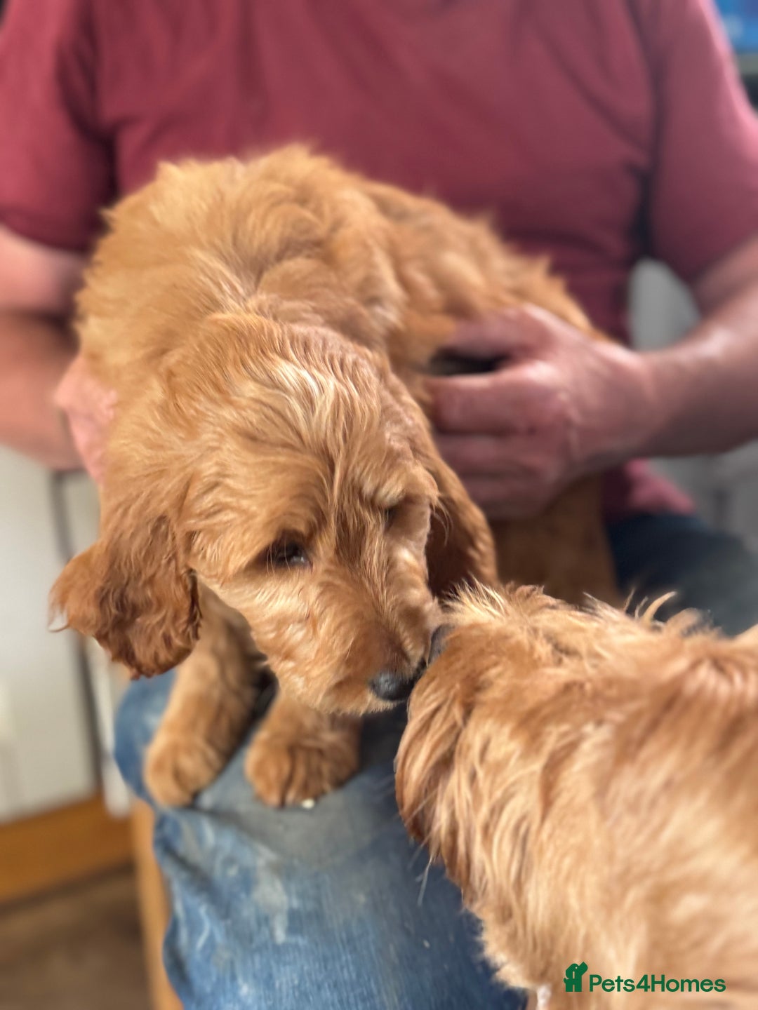 Goldendoodle dogs for sale: Double Doodle pups  - Image 10
