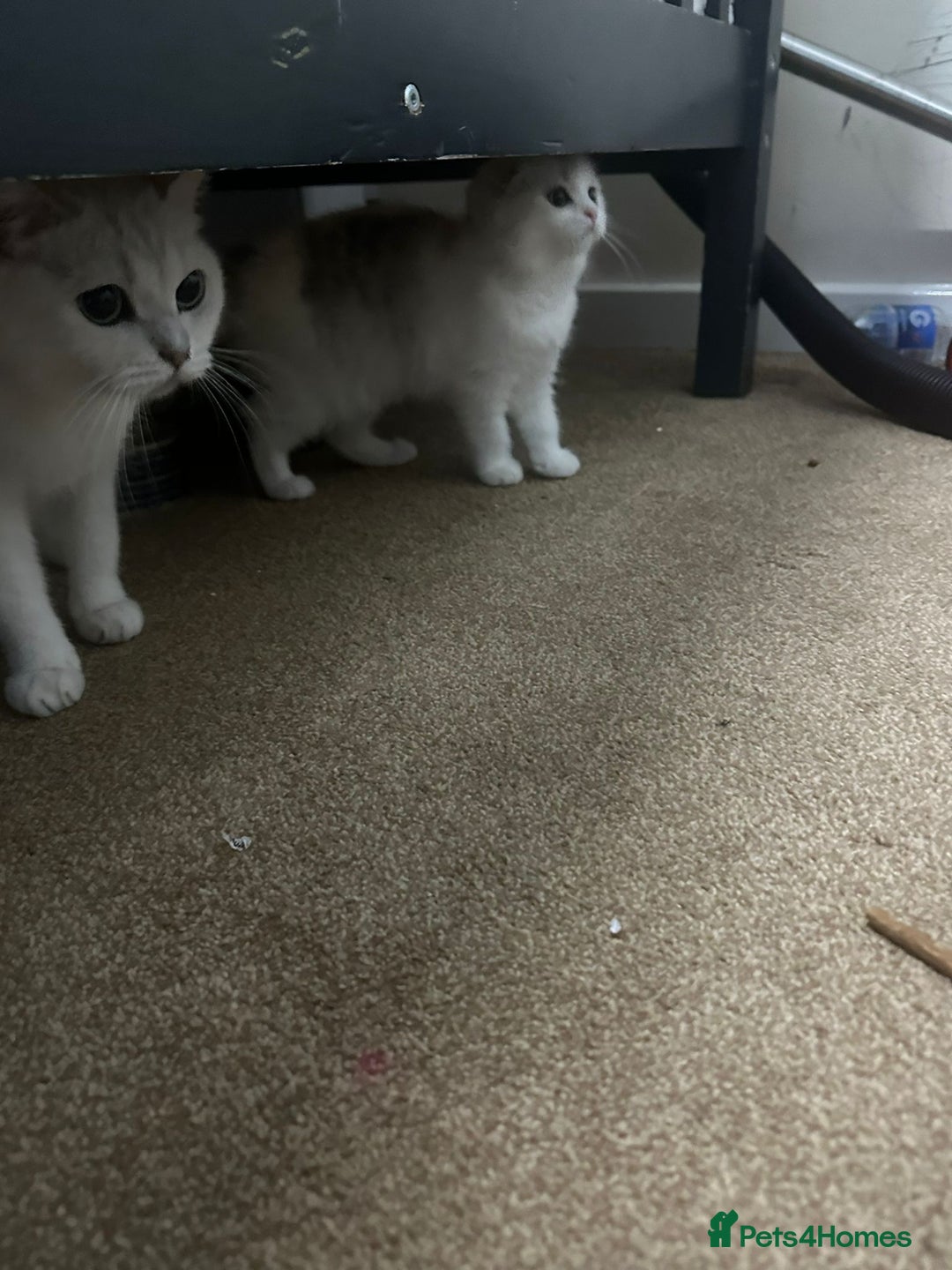 Scottish Fold cats for sale: Scottish fold kittens for sale - Advert 4