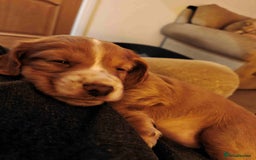 Cocker Spaniel dogs for sale: Gorgeous working cocker spaniel pups - Image 3