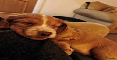 Cocker Spaniel dogs - Advert 4