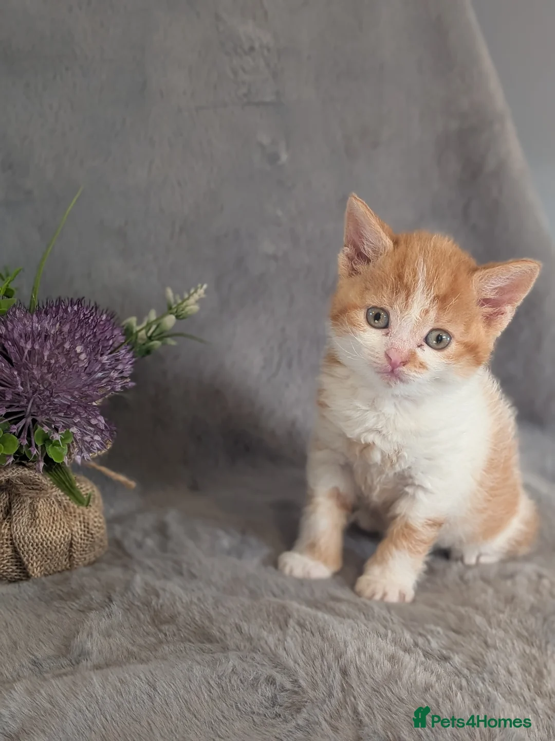 Selkirk Rex cats for sale: Beautiful Kittens – From Pedigree Selkirk Rex Mum - Advert 38
