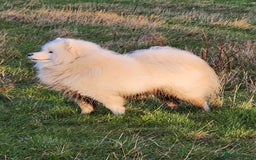 Samoyed dogs for stud: Samoyed  - Image 5