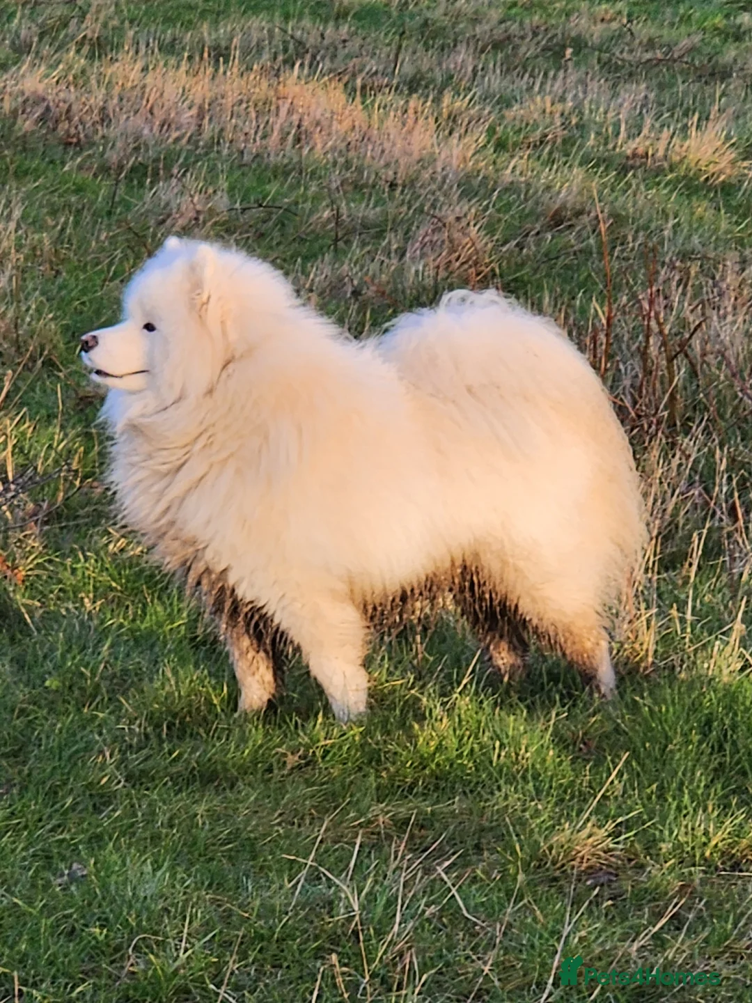 Samoyed dogs for stud: Samoyed  - Advert 5