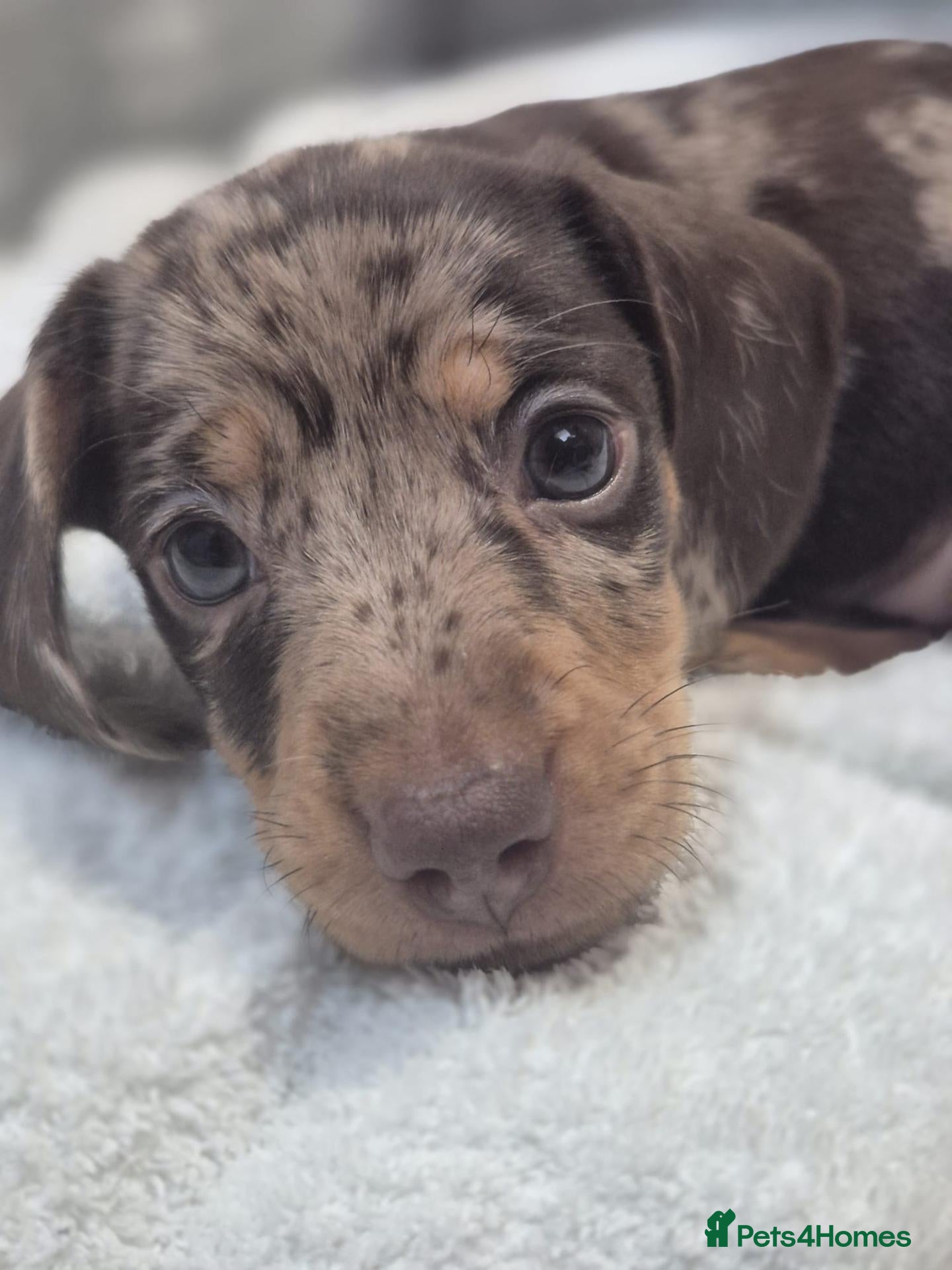 Miniature Dachshund dogs REASY NOW! Beautiful Miniature Dachshund puppies.  - Advert 16