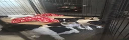 Jack Russell dogs for sale: Jack Russell puppies  in Ashford - Advert 19