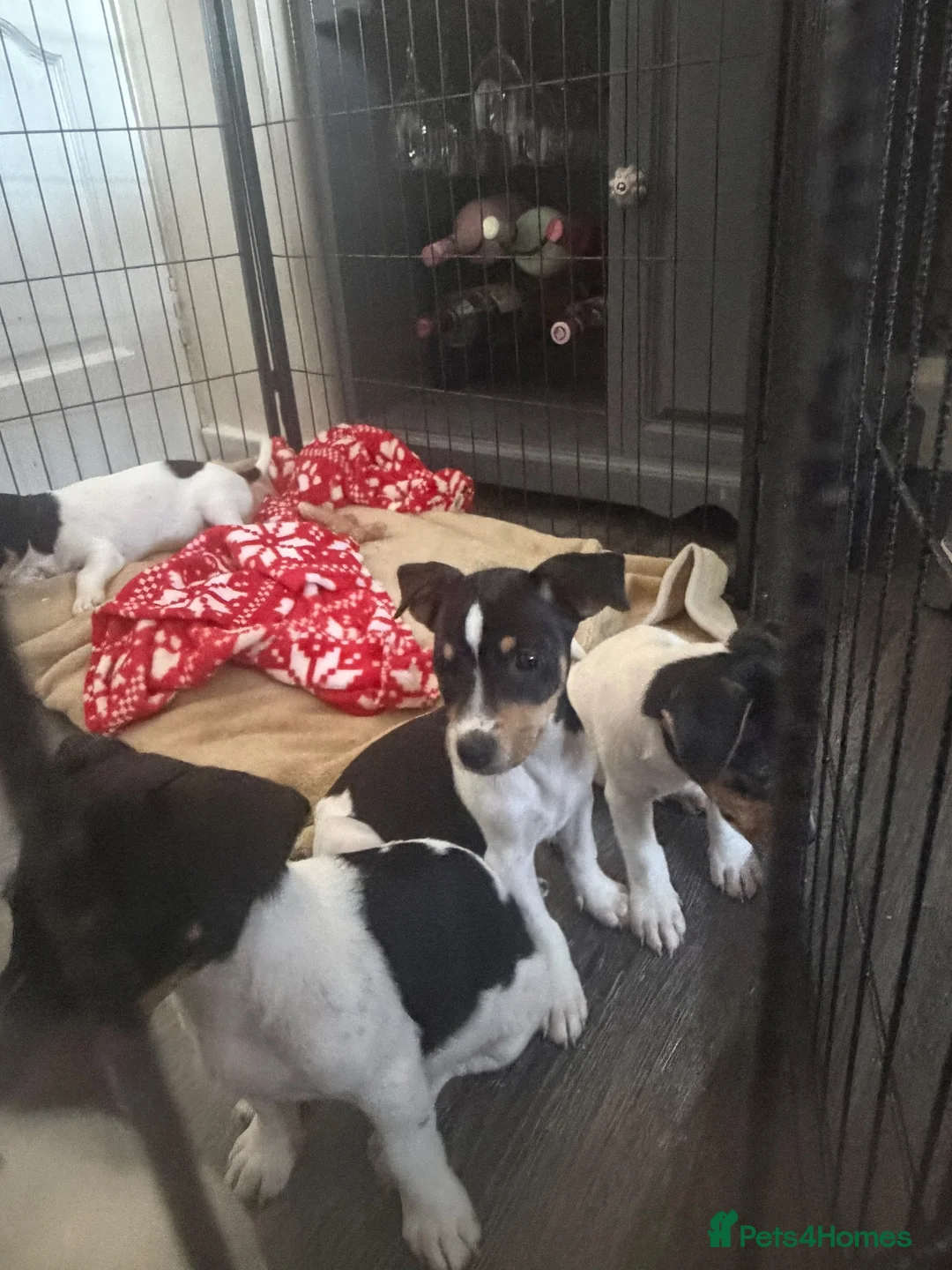 Jack Russell dogs for sale: Jack Russell puppies  in Ashford - Advert 19