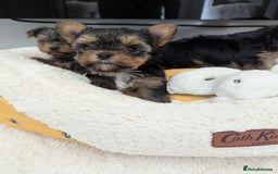 Yorkshire Terrier dogs for sale: Wonderful Yorkshire terrier puppies  - Image 25