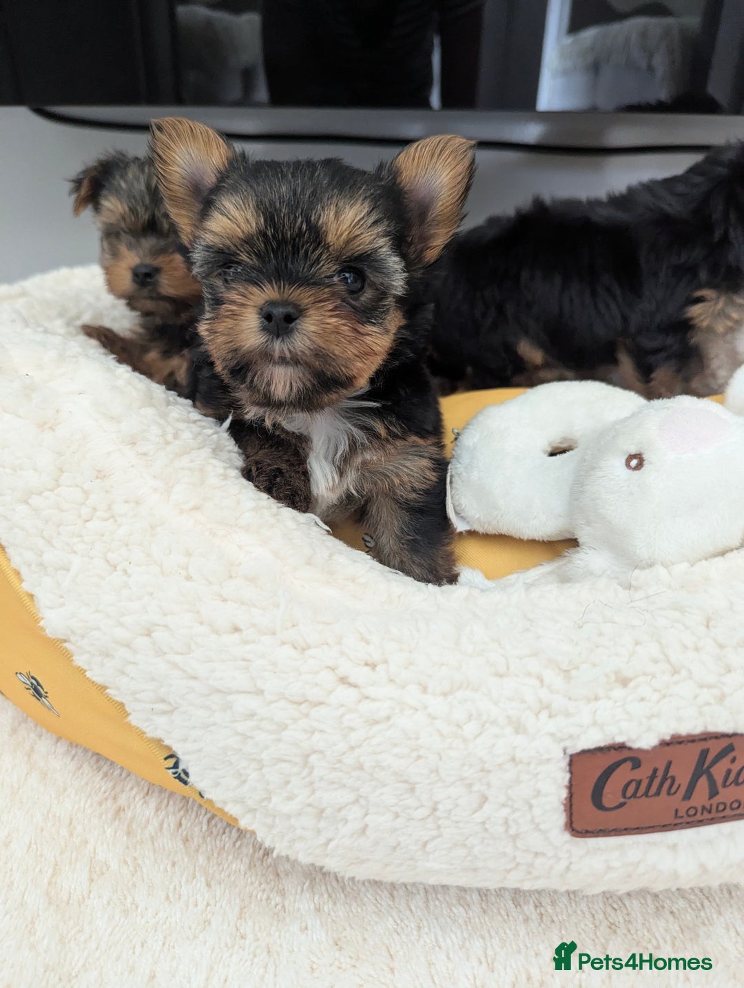 Yorkshire Terrier dogs for sale: Wonderful Yorkshire terrier puppies  - Image 25