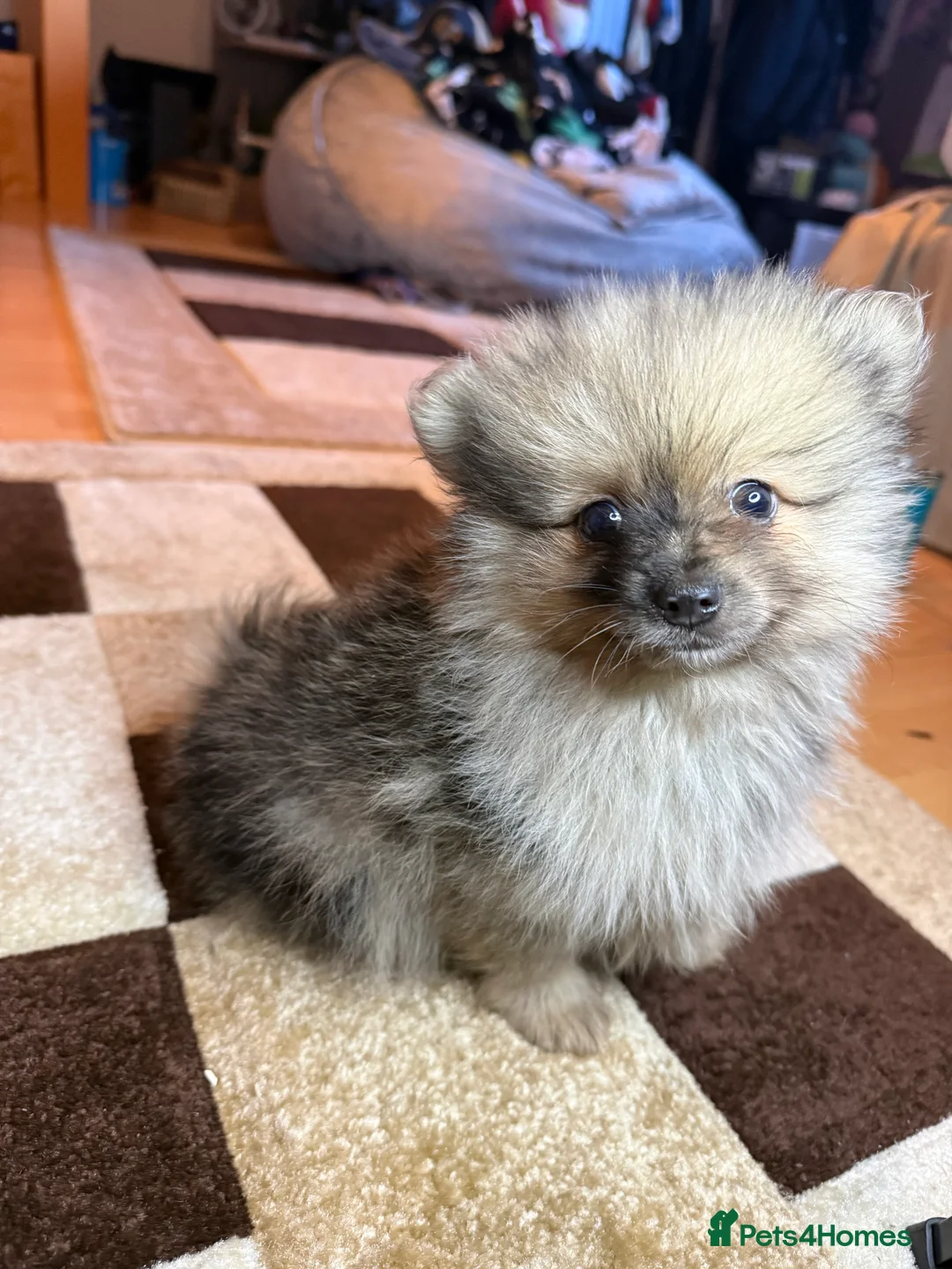 Pomeranian dogs for sale: 🐾 Adorable Merle Pomeranian Puppies for Sale 🐾 - Advert 9
