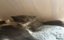 Mixed Breed cats for sale: Mixed breed kittens- Grey & white males and Tuxedo - Image 1