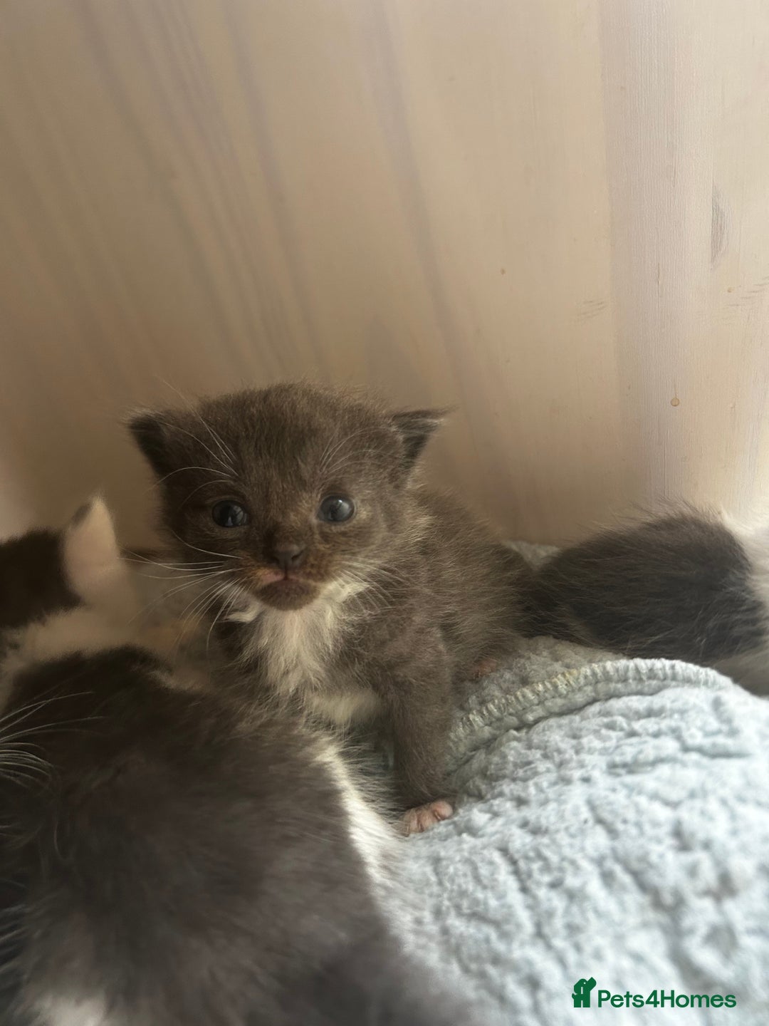 Mixed Breed cats for sale: Mixed breed kittens- Grey & white males and Tuxedo - Image 1