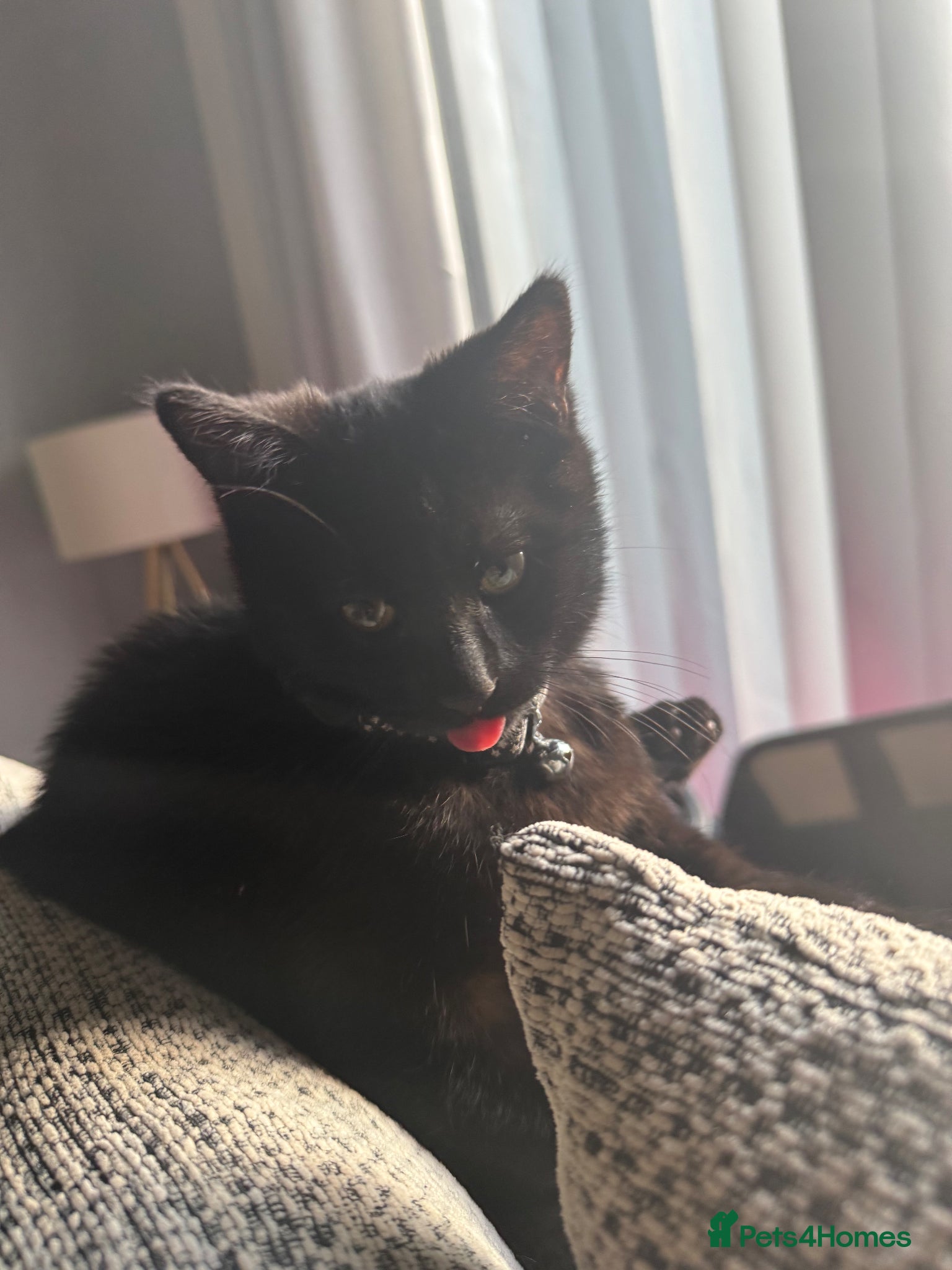 Mixed Breed cats Kitten ready to leave asap - Advert 12