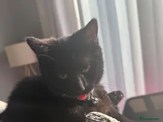 Mixed Breed cats Kitten ready to leave asap - Advert 6