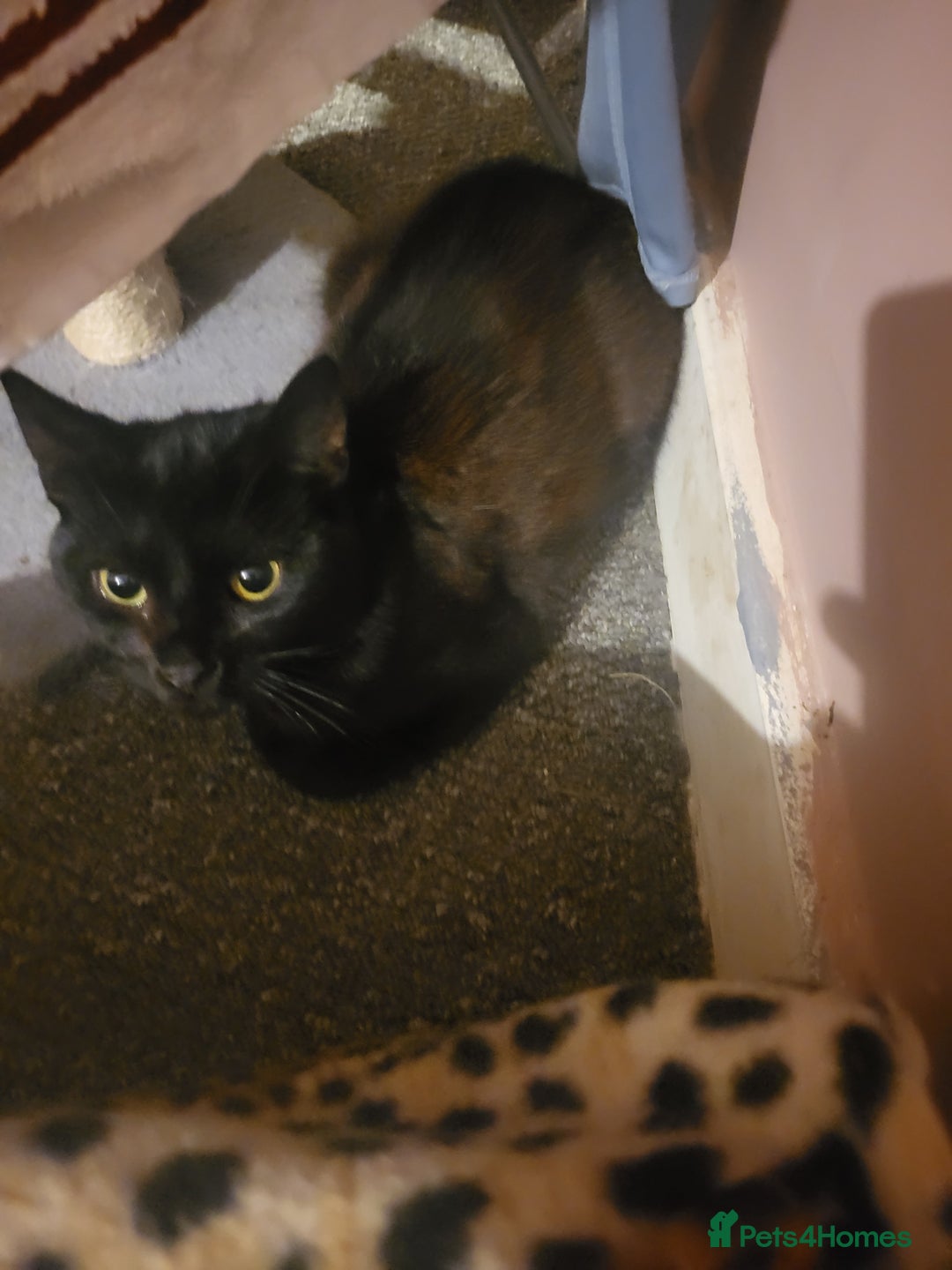 Domestic Shorthair cats for sale: Beautiful inky in Wellington - Image 2