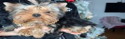 Yorkshire Terrier dogs for sale: One beautiful female Available💗🐾 - Advert 5